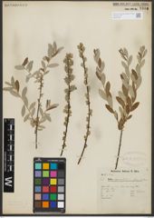 Foto von Salix repens subsp. repens L.